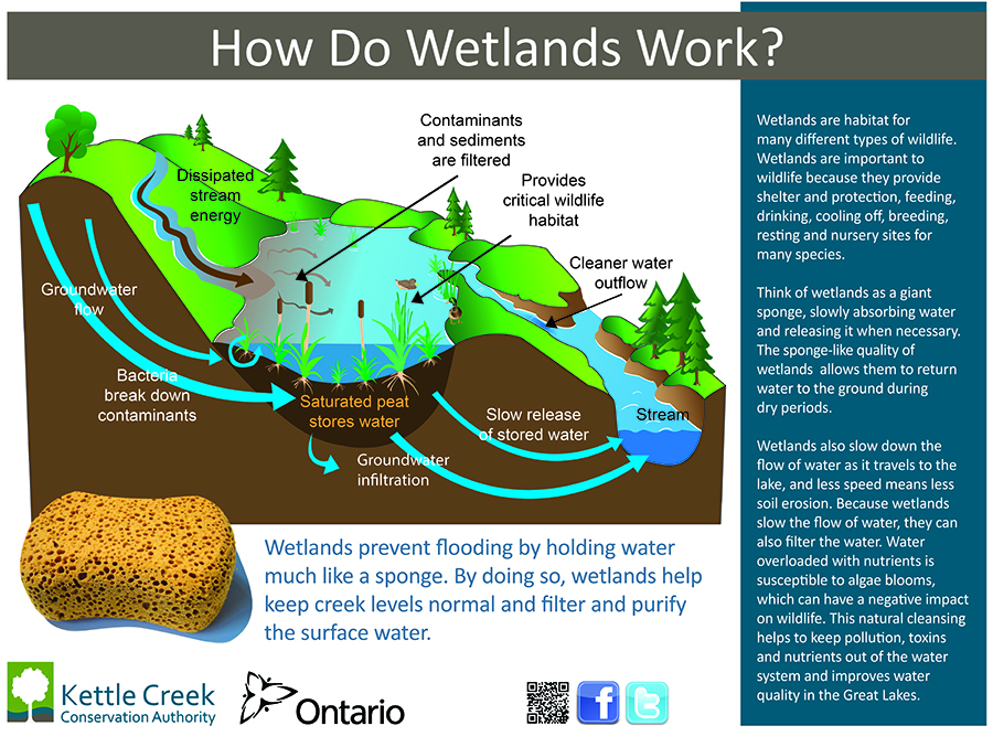 Diagram of how wetlands work