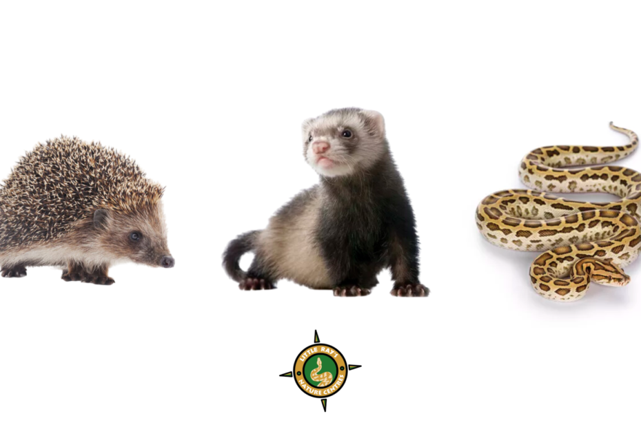 Hedge Hog, Ferrat and Snake with Little Rays Logo
