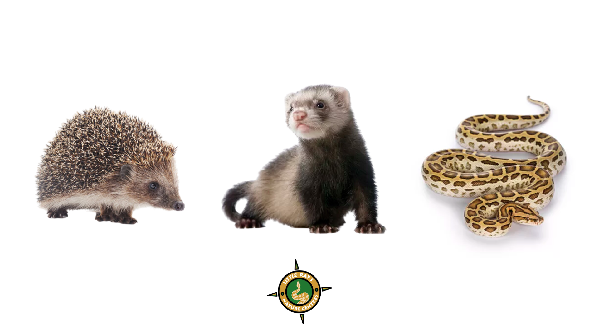 Hedge Hog, Ferrat and Snake with Little Rays Logo